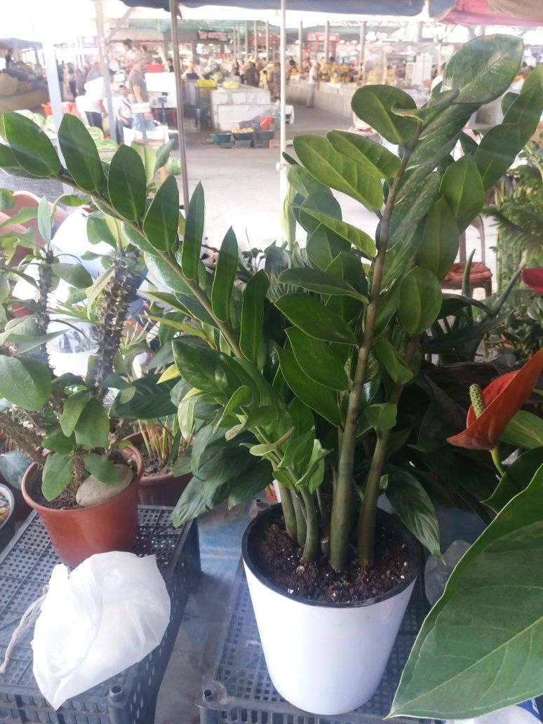 Продам цветы разные