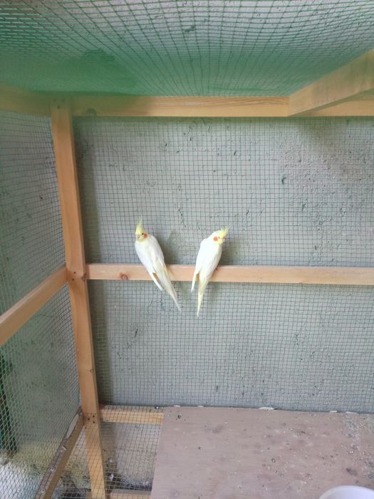 tayyor para karela sotiladi