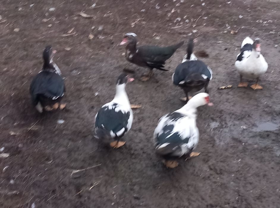 Rate mute de vânzare