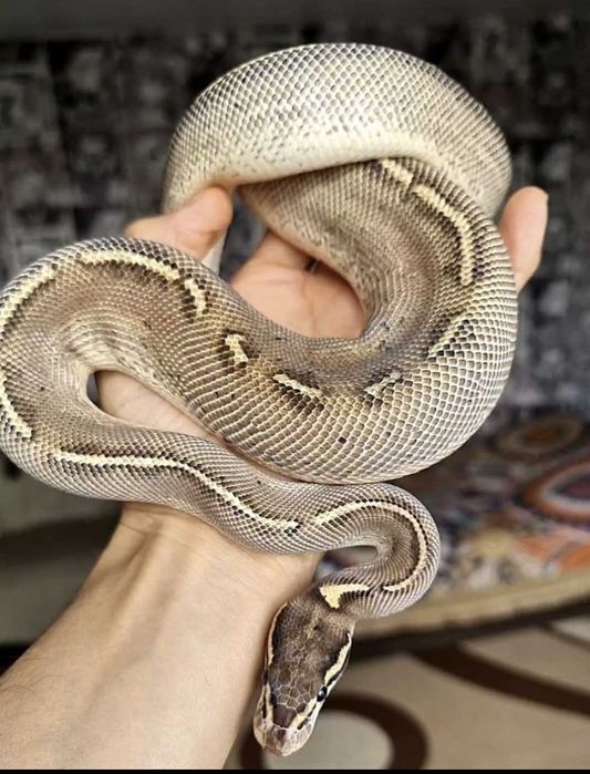 Самка,королевский питон.