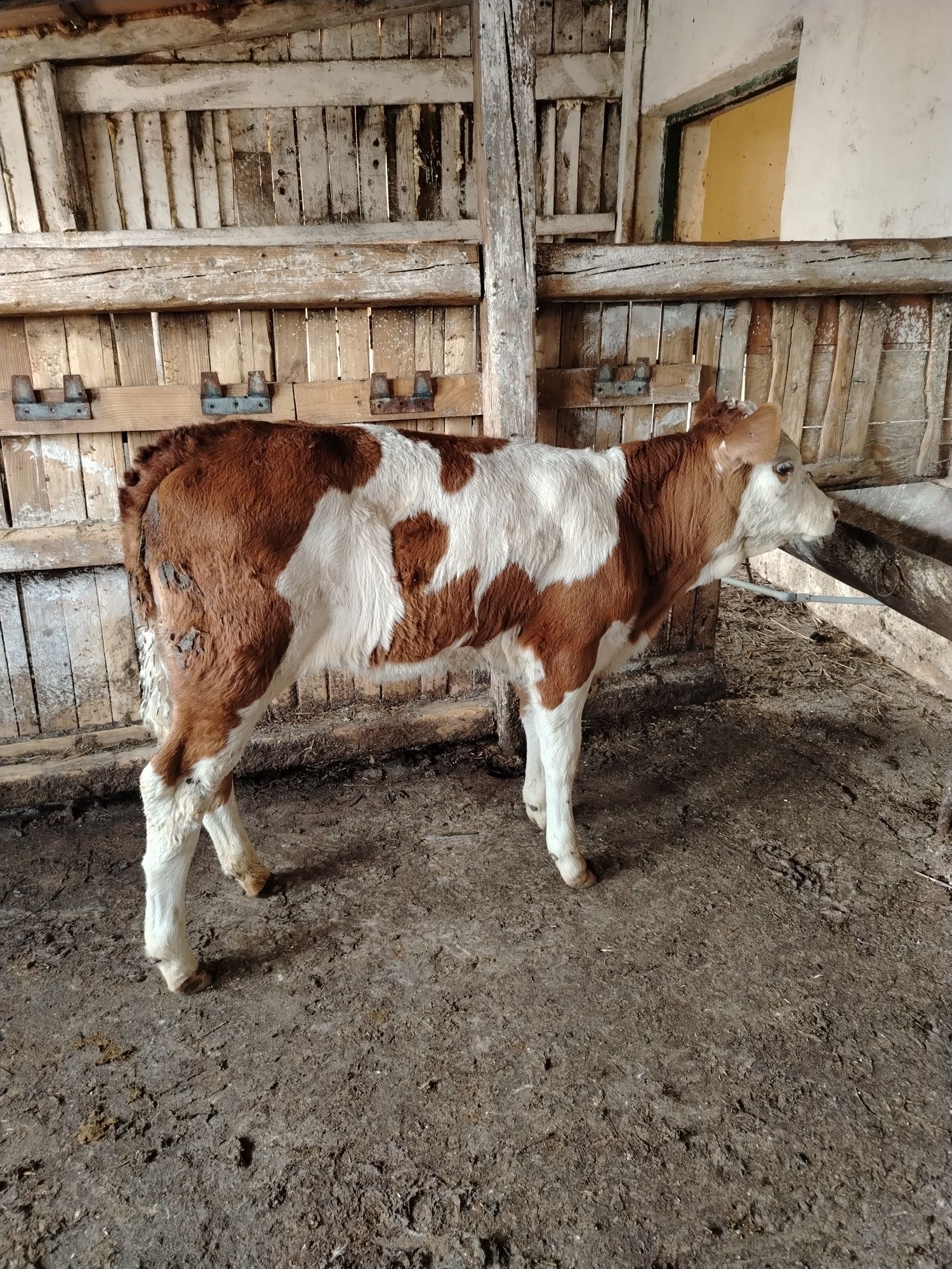 Vand doua vitele una baltata romaneasca si  una limusine