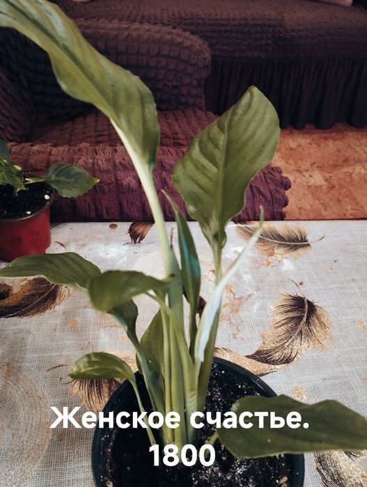 Продам комнатные растения