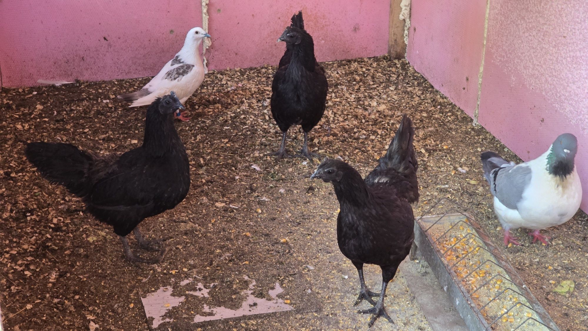 Ayam Cemani oua pentru incubat