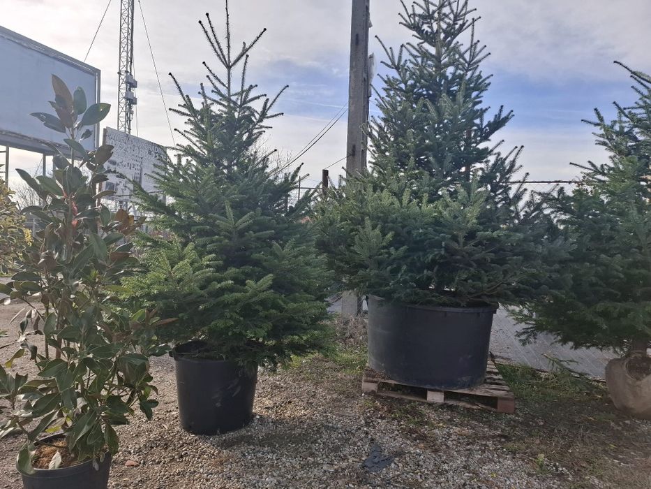 Vând brazi arginti și verzi la super preț