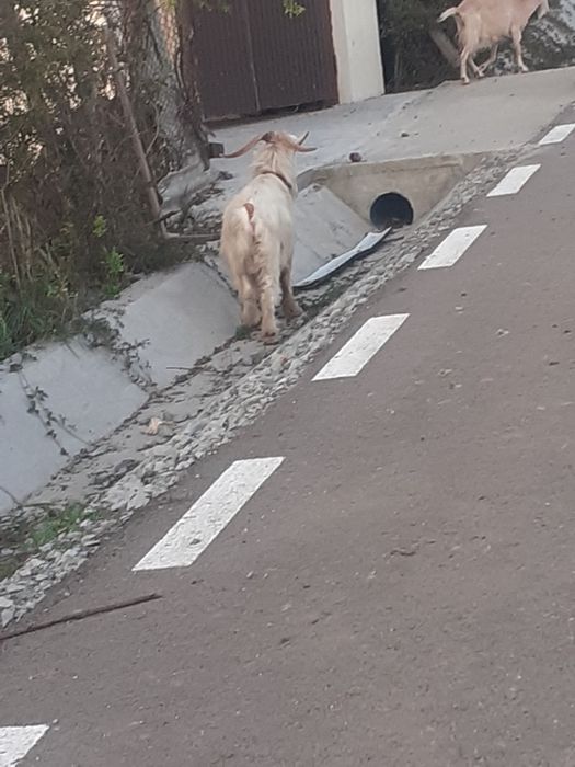 Vând țap bun  de 2 ani