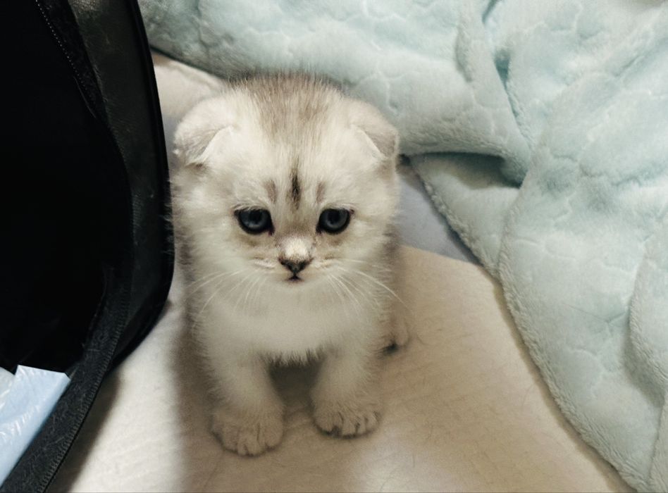 Продам шотландских котят