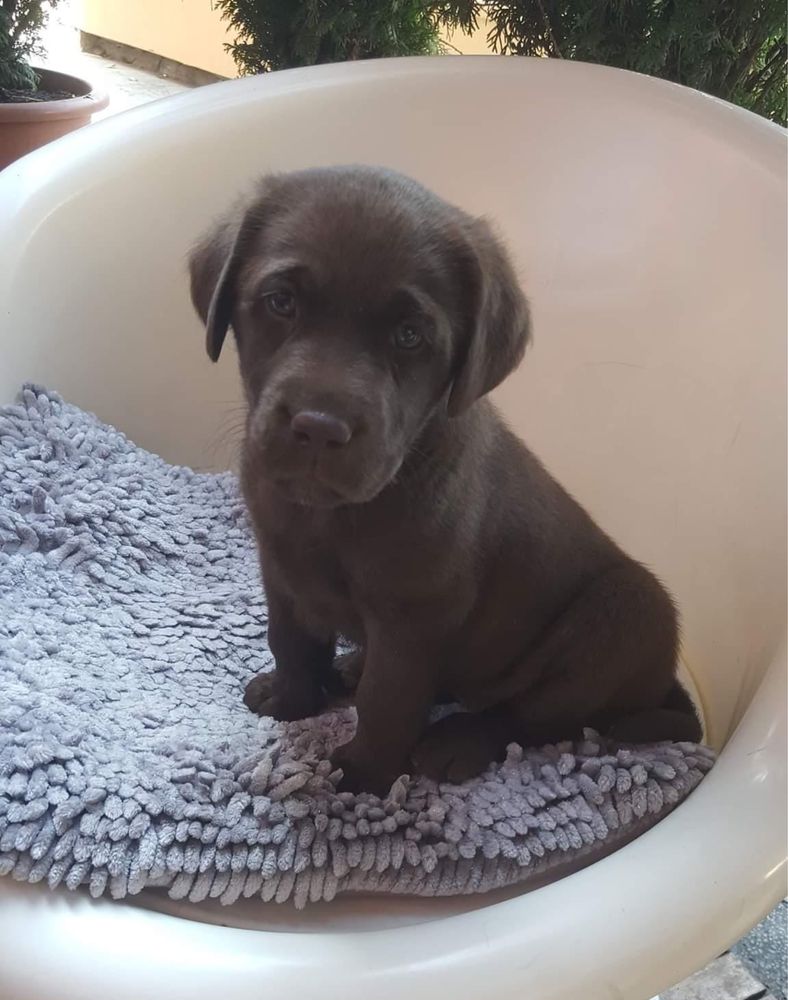 Labrador Pedigree Ciocolatiu