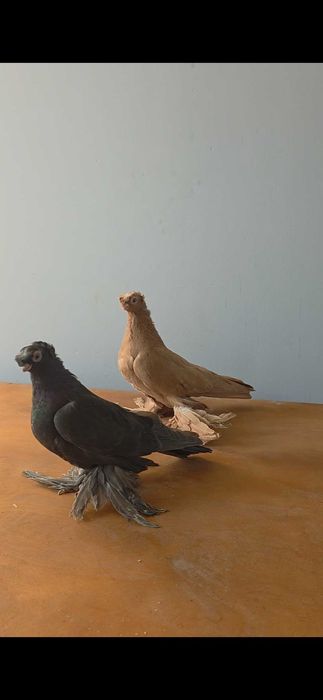 Kabutar golubi dvuxchubi