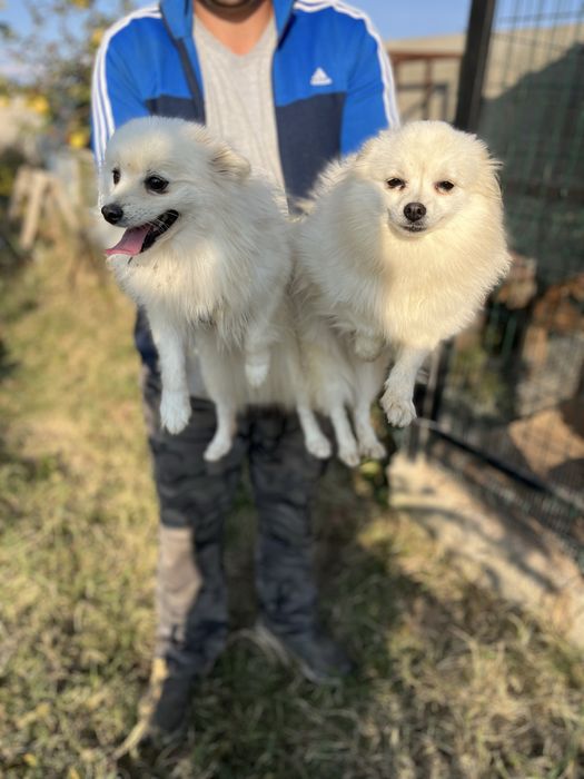 Померан мини шпиц