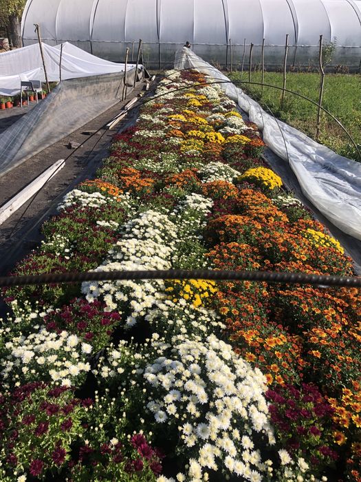 De vanzare crizanteme