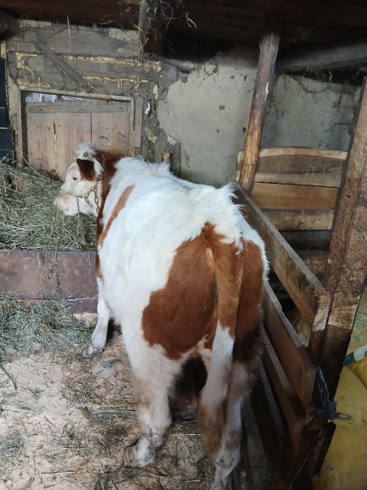 De vînzare taur și vitică