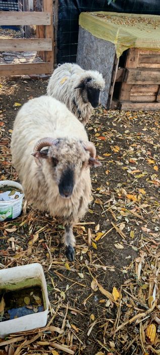 Vând berbec și oaie + hrană inclusă (fan, tulei, lucernă)