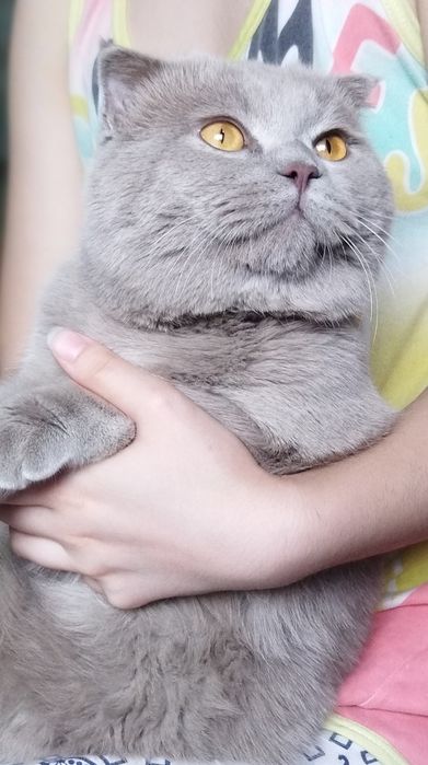 Передержка домашних кошек и котят