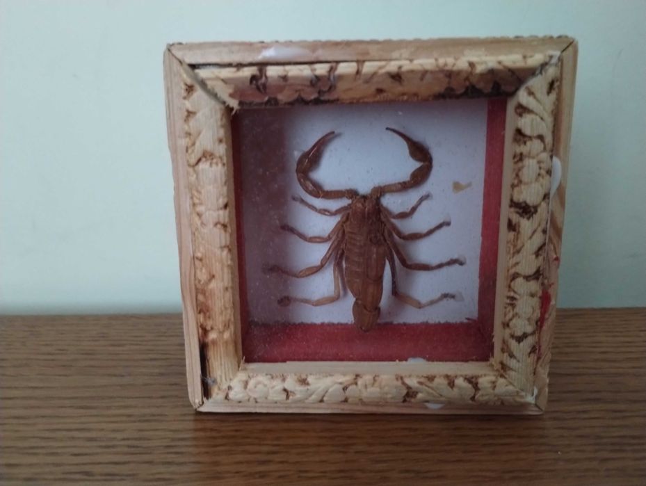 Decor Scorpion real in cutie