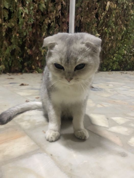 пишак сотилади зотдор хамма привкалари килинган