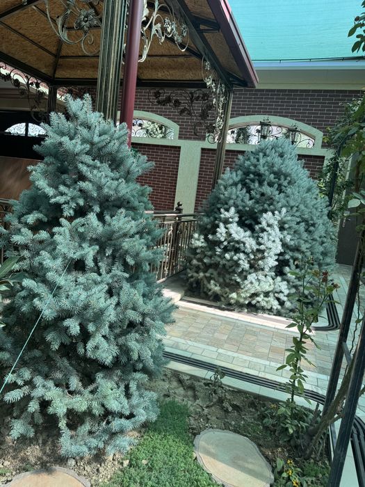 Голубая Ель (Picea pungens Glauca)