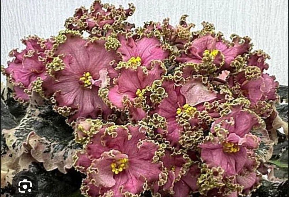 Продам домашние цветы ухоженные.