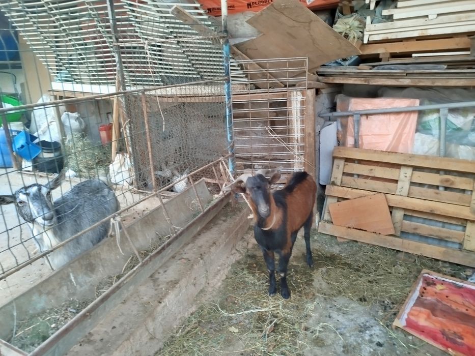 Продается козел порода АЛЬПИН