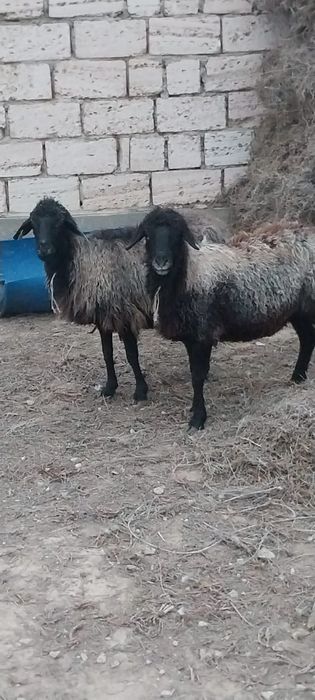 Қойлар сатыладыы