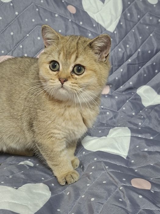 Мальчик  британец  шиншила