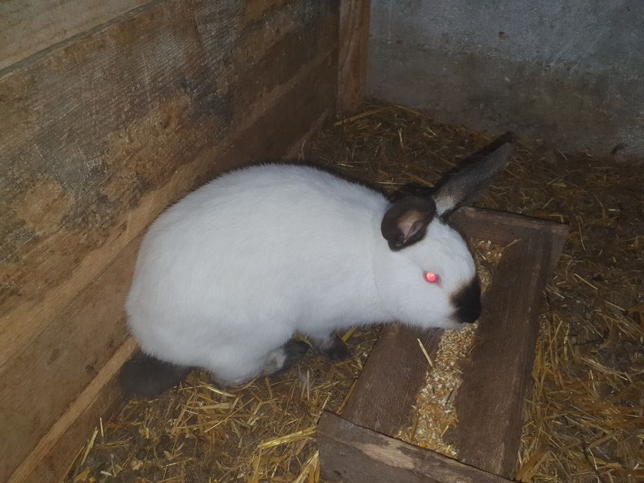 Vand  californian și neozeelandez alb