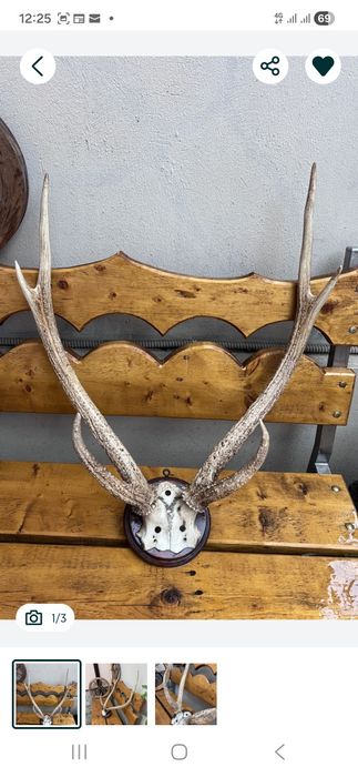 Vand trofee si coarne cerb carpatin+lopatar,caprior.Vezi 8 poze