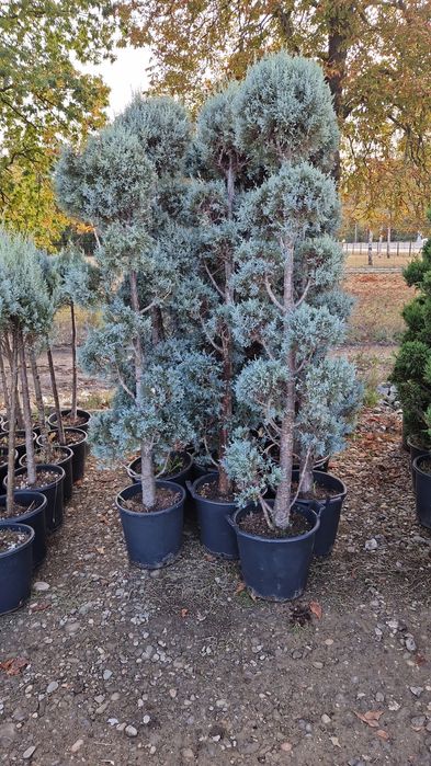 Tuia  leylandii  plante