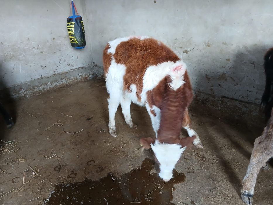 Продается бычки все хорошие. 7 голов.