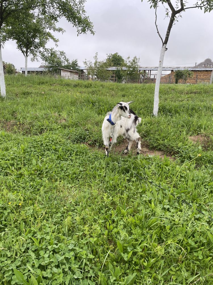 Vand iada buna de ținut