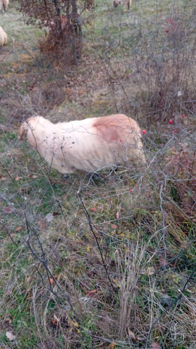 Vând berbecuti de anul asta