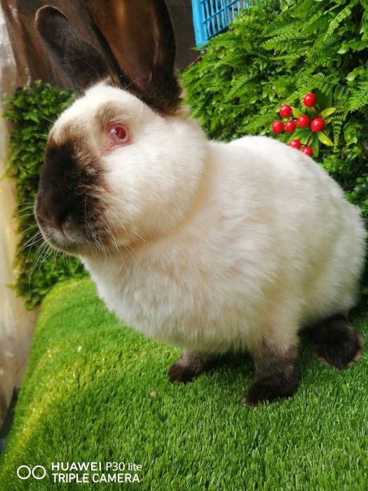 Фландр ва Калифорния тоза конли куёнлар сотилади