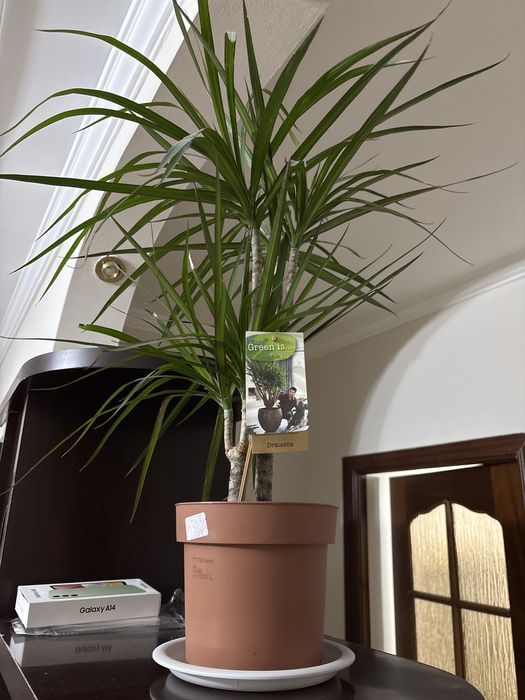 Продается цветок в горшке