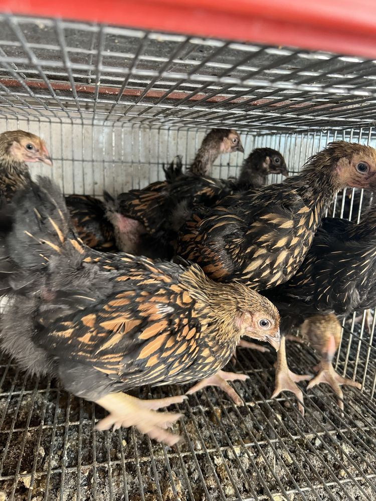 Pui de gaina wyandotte cochinchina italiana si prepelite