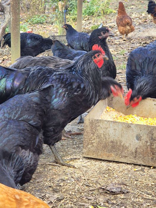 Ocazie!! Cocosi tineri rasele Brahma , Australorp, Vorverk