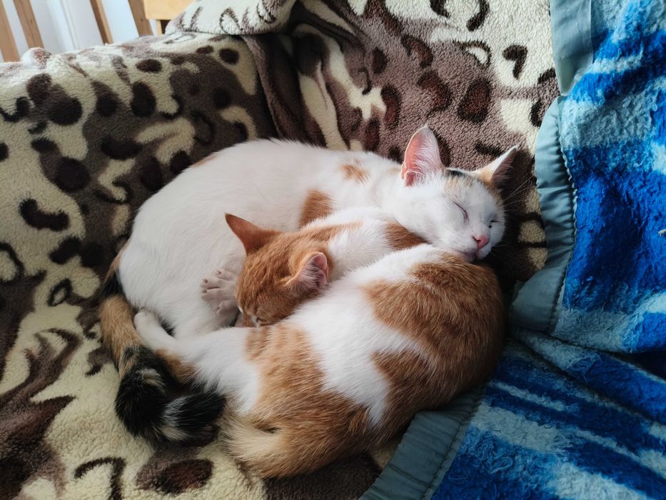 Pisici torcacioase spre adoptie