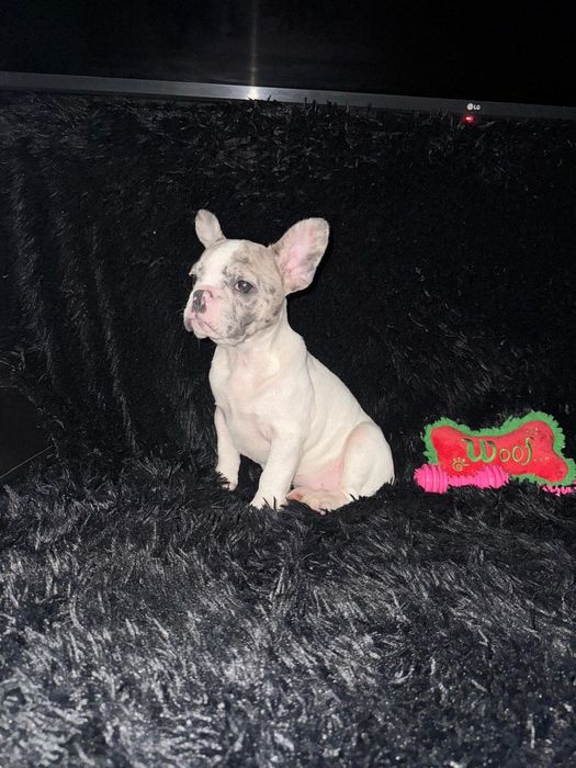 Bulldog Francez Merle Pied