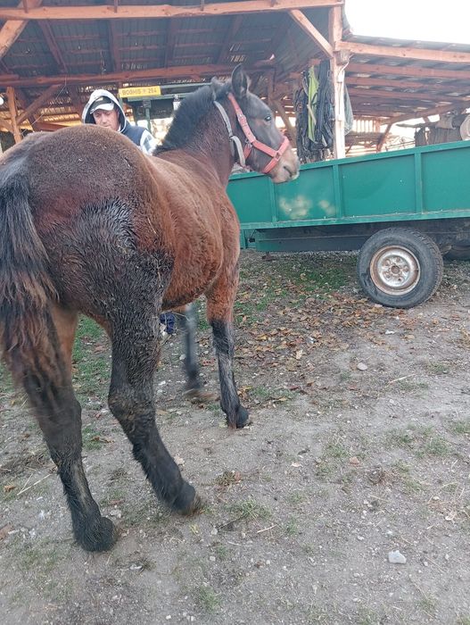 Mânz de 6 luni blând