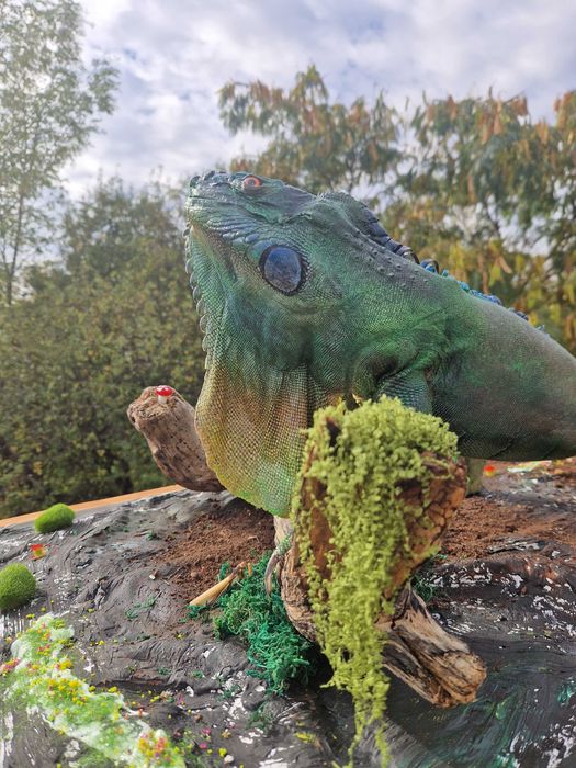 Iguana exotica impaiata