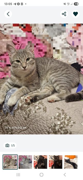 Pui de pisica spre adoptie