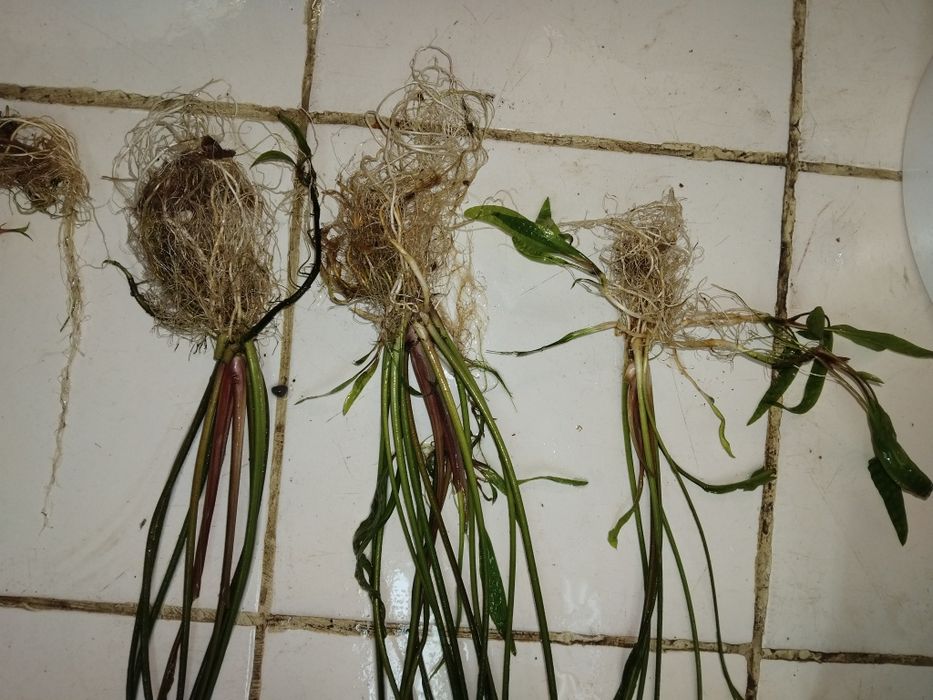 Аквариумни растения