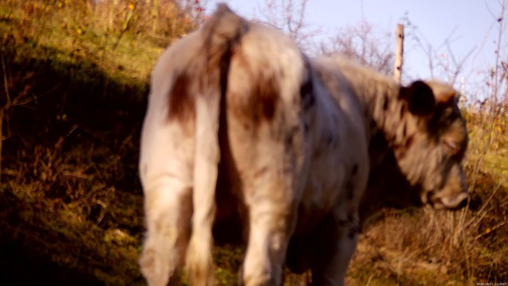 Vând viței belgieni crescuți în libertate
