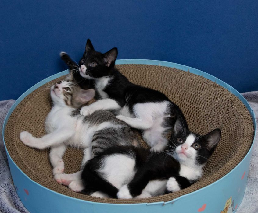 Котета на 3 месеца търсят дом