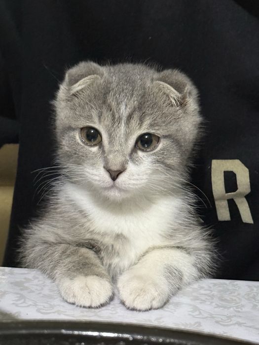 Кошка шотландская