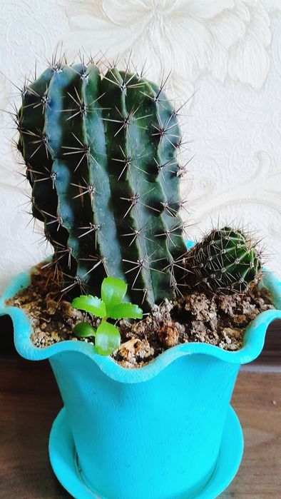 Кактус kaktus xonaki gul