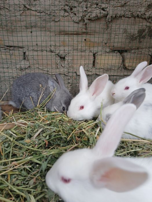 Mayda quyonchalar bor