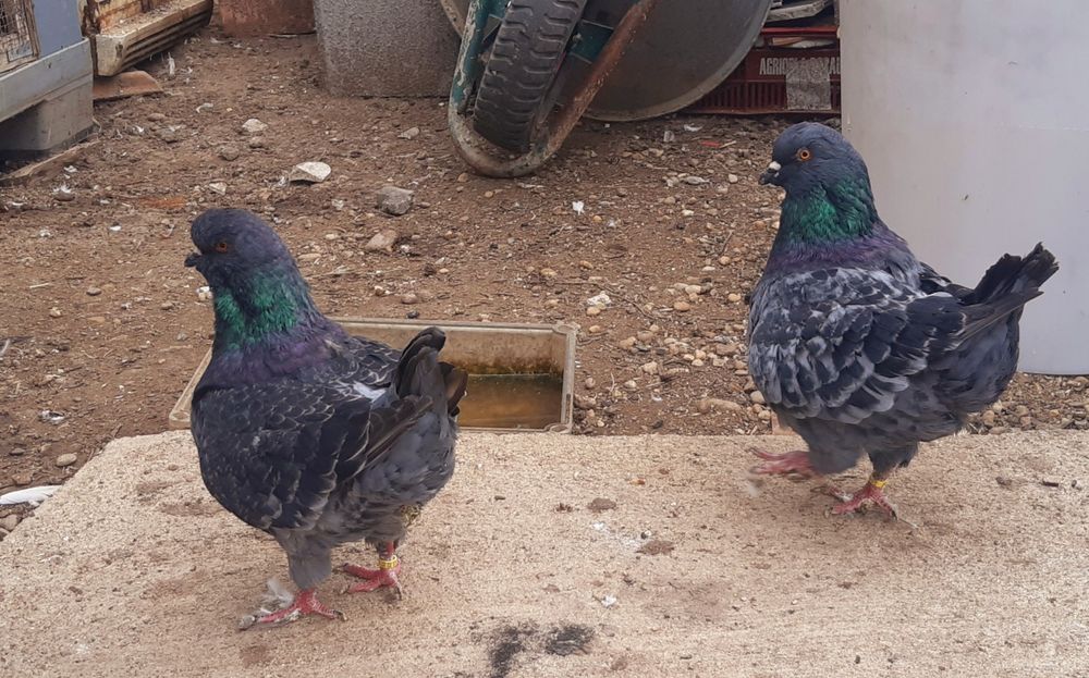 De vanzare kingi .4 buc