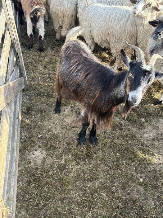 Vand 12 capre si un țap