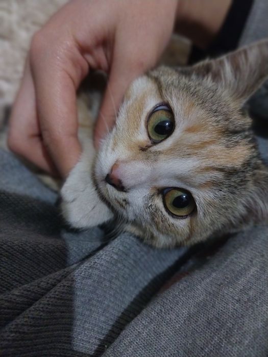 Продаю кошек обычной породы. Мальчик и девочка.