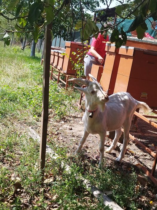 Țăpic de rasa
 sannen 
6 luni
preț 1000 ron