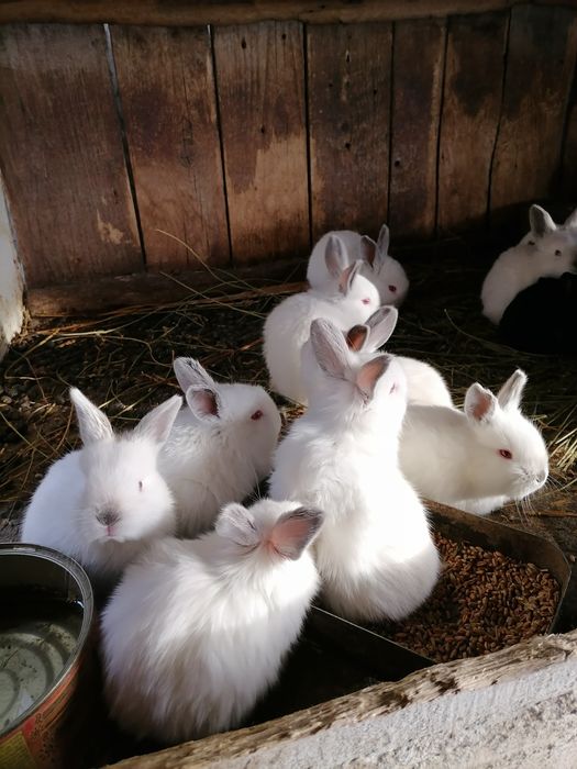 Iepuri pentru carne și de companie cap de leu